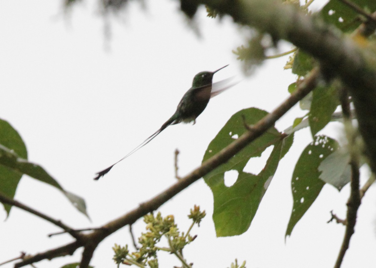 White-booted Racket-tail - ML39894851