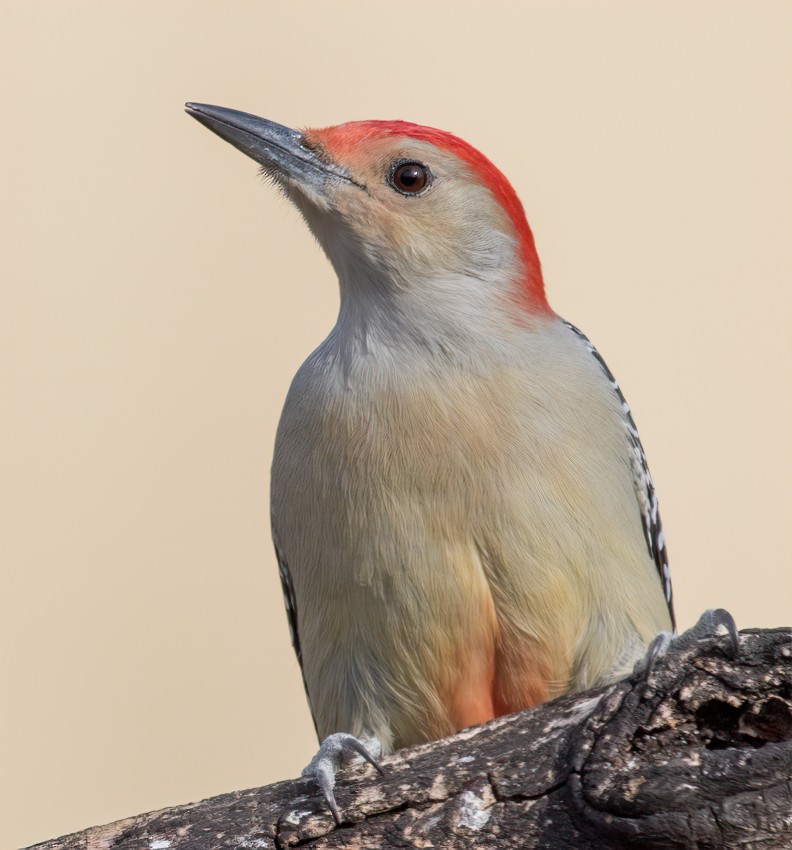 Red-bellied Woodpecker - Jay Gilliam