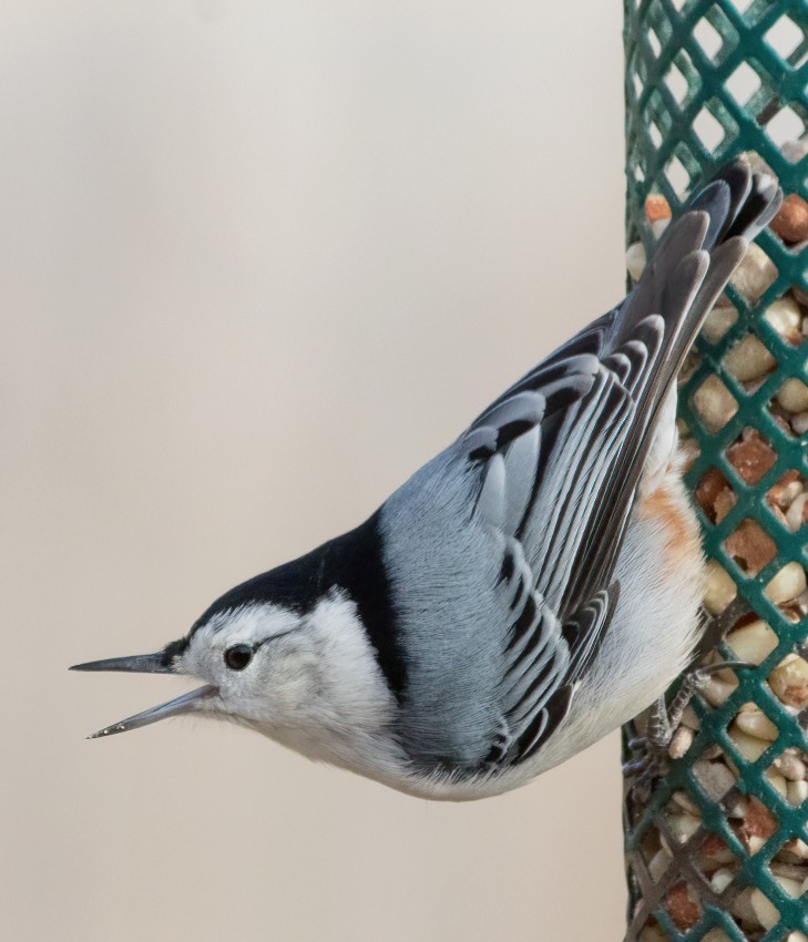 White-breasted Nuthatch - ML398951281