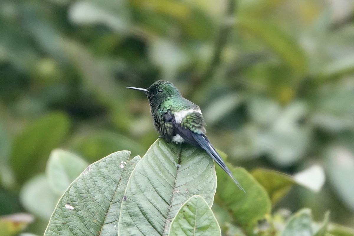 kolibřík trnoocasý - ML398952851