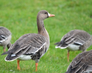 Greater White-fronted Goose, ML39895291