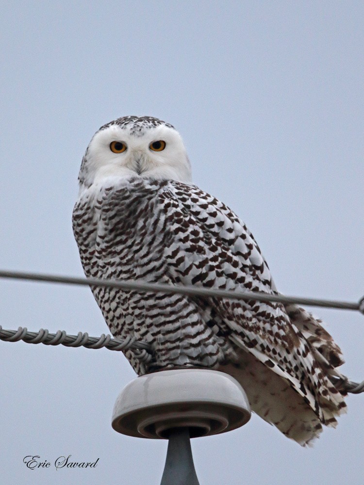 Snowy Owl - ML39895411