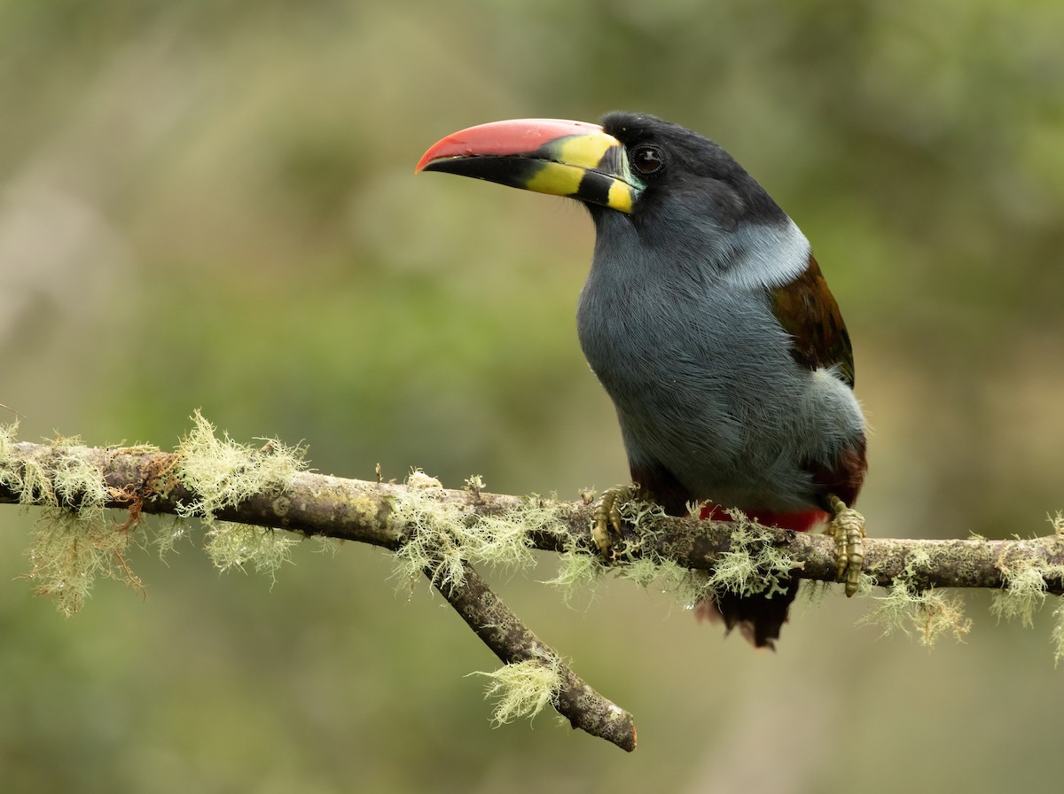 Gray-breasted Mountain-Toucan - ML398962271