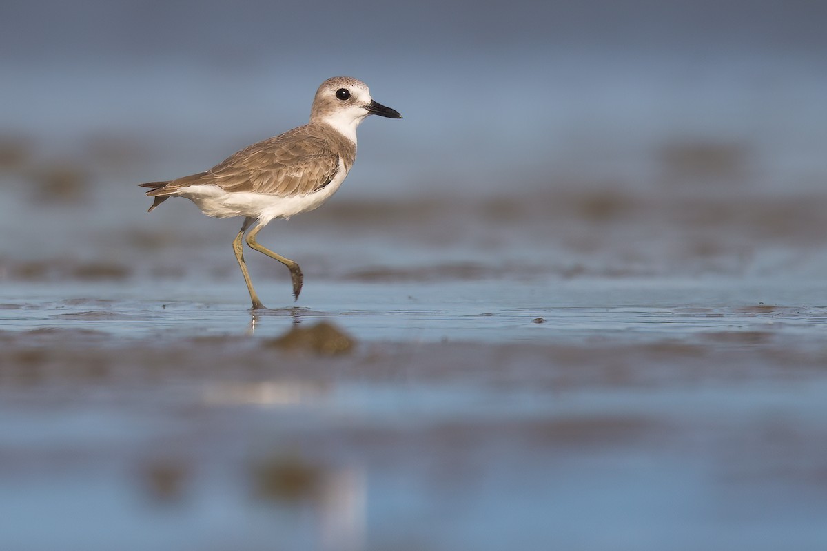 Greater Sand-Plover - Terence Alexander