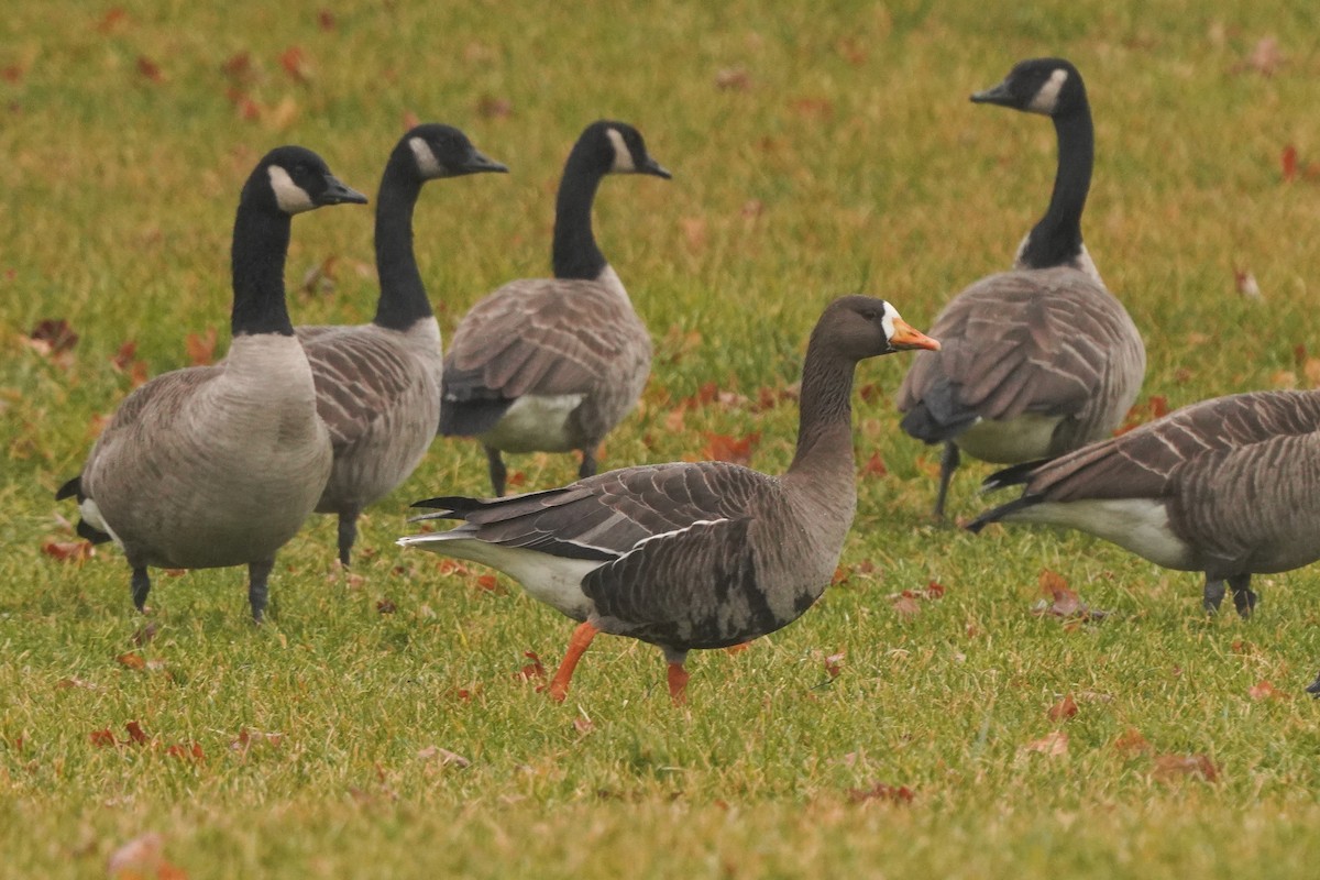 Greater White-fronted Goose (Greenland) - ML398967911