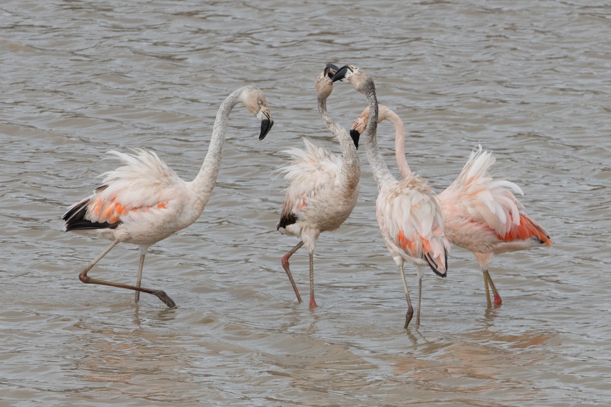 Chilean Flamingo - John C. Mittermeier