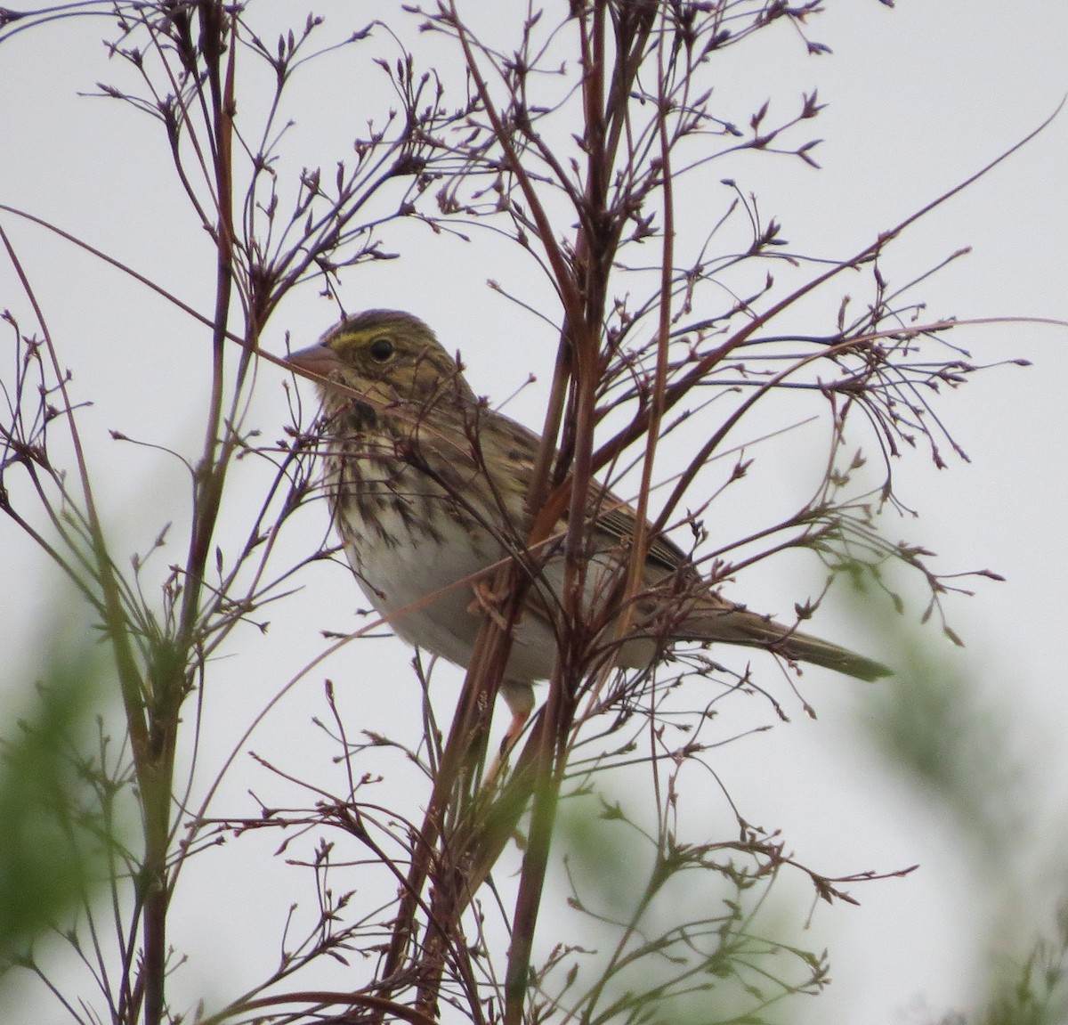 Savannah Sparrow - ML39897171