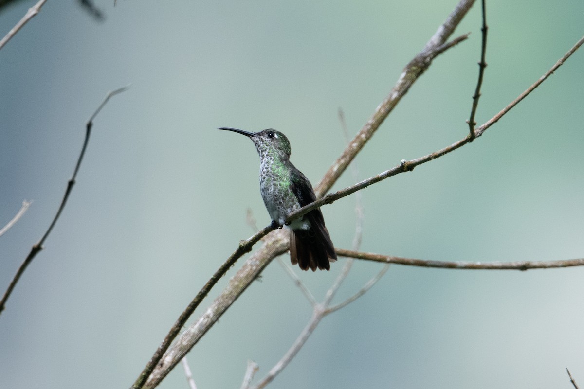 Many-spotted Hummingbird - ML398972601