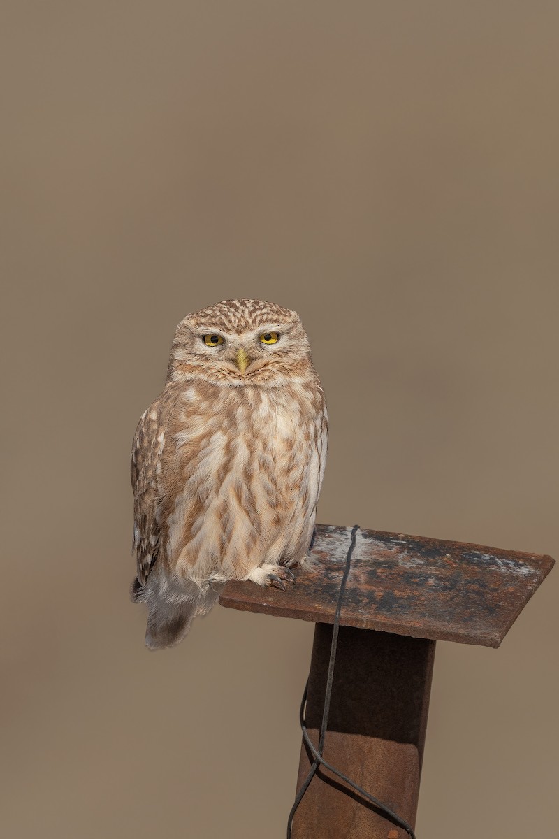 Little Owl - Rajkumar Das