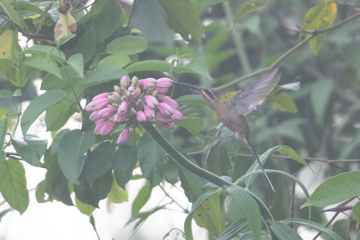 kolibřík dlouhozobý - ML398974991