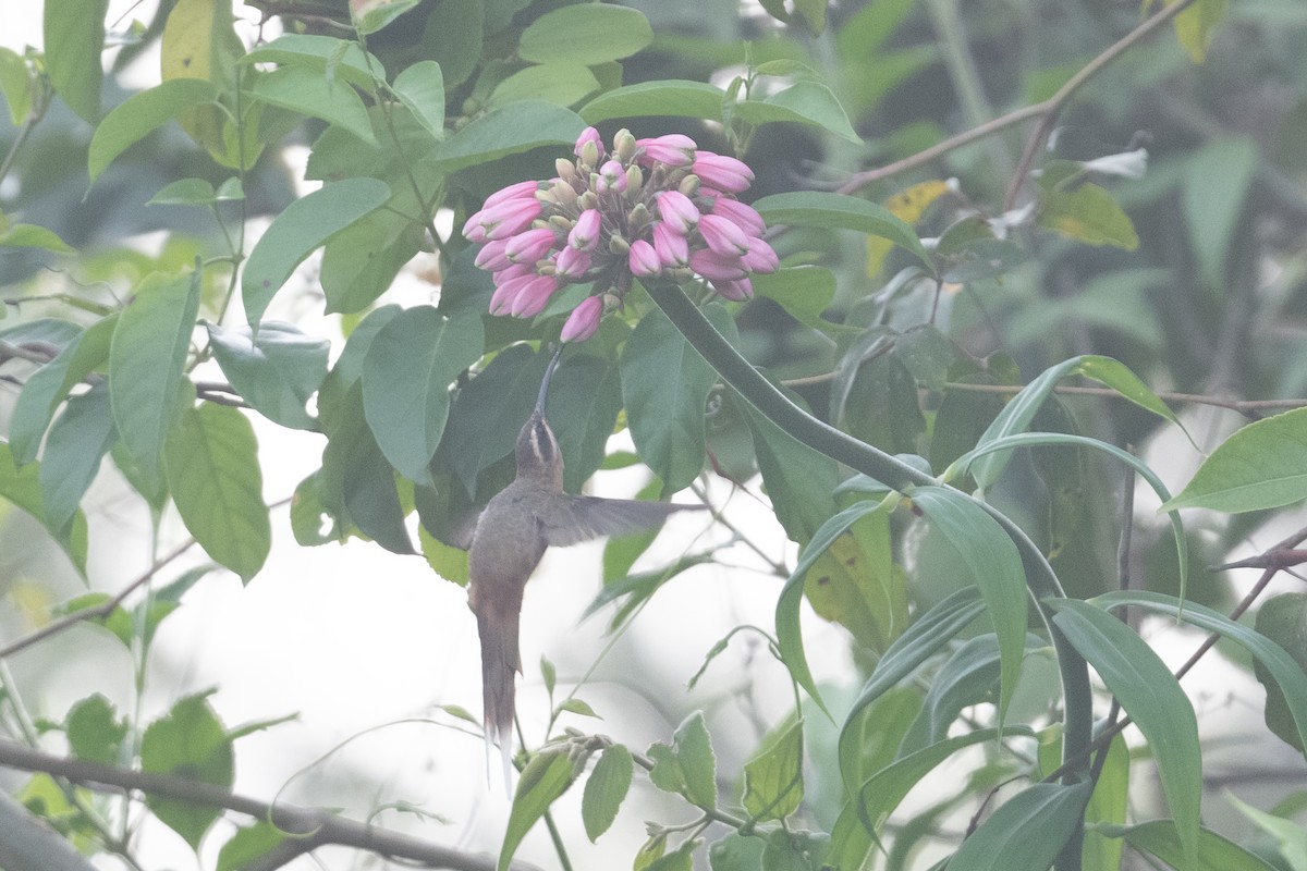 Большеклювый колибри-отшельник - ML398975101