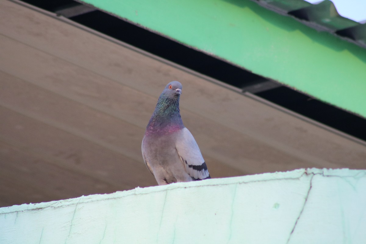 Rock Pigeon (Feral Pigeon) - Natalia L. Galeas