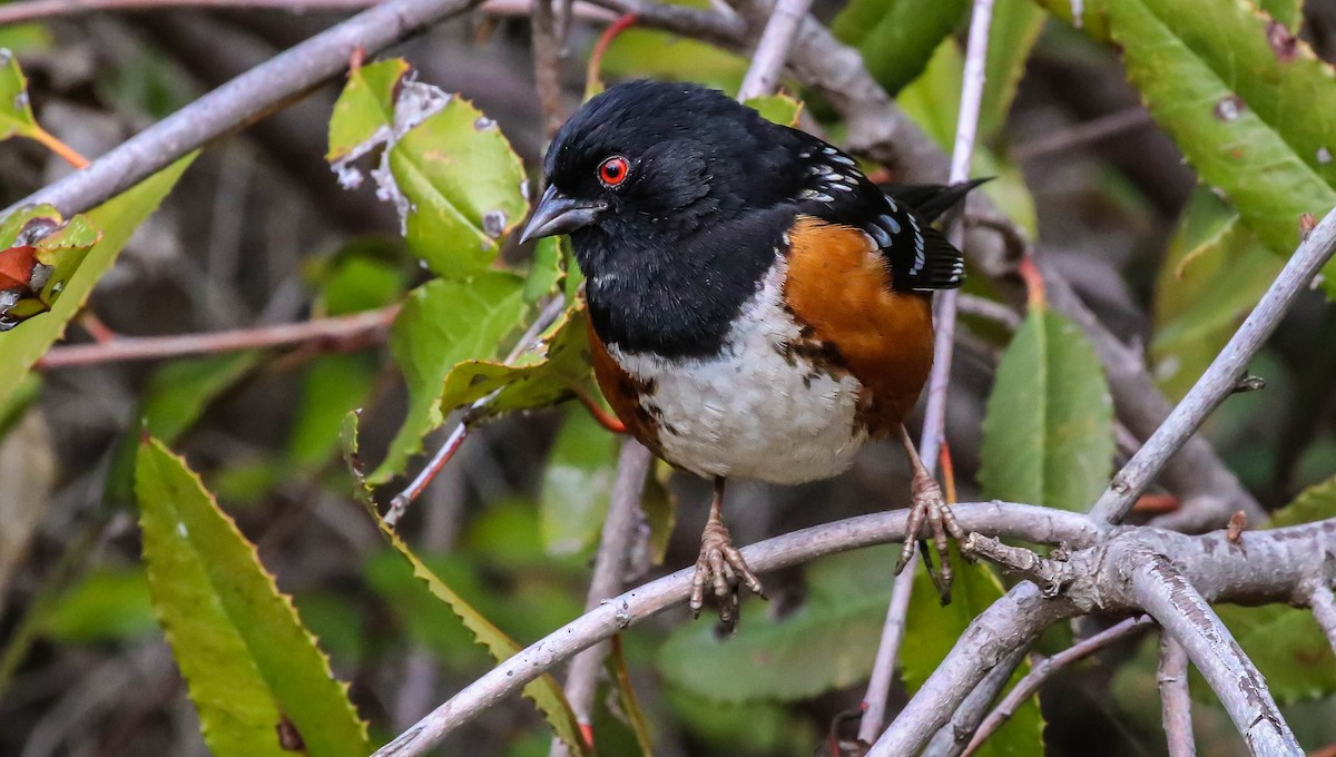 Spotted Towhee - ML398977731