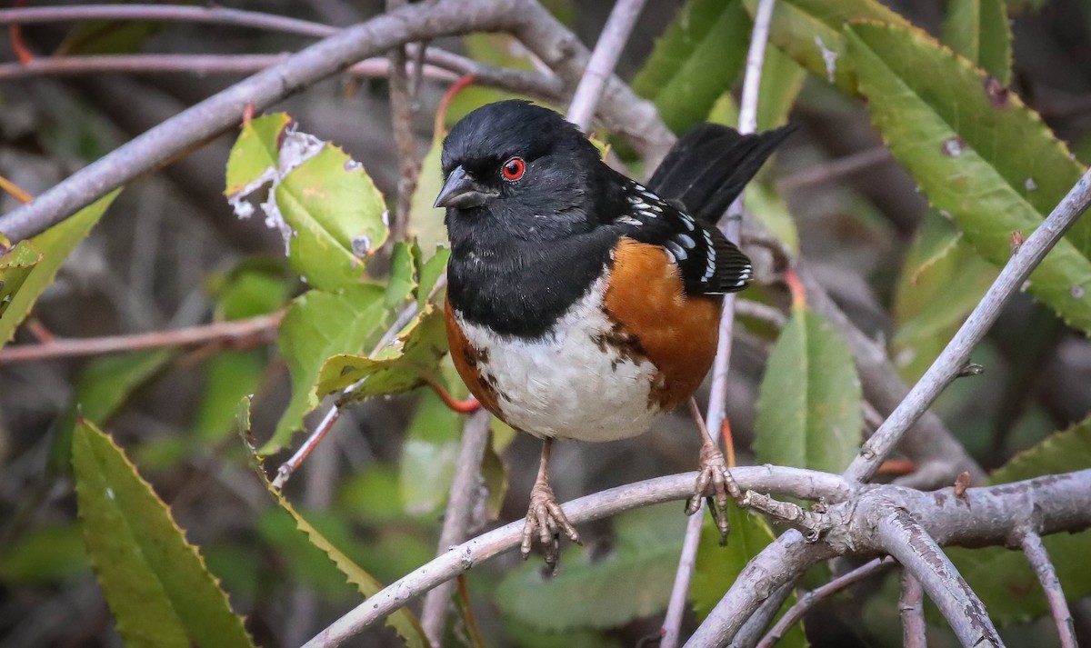 Spotted Towhee - ML398977741