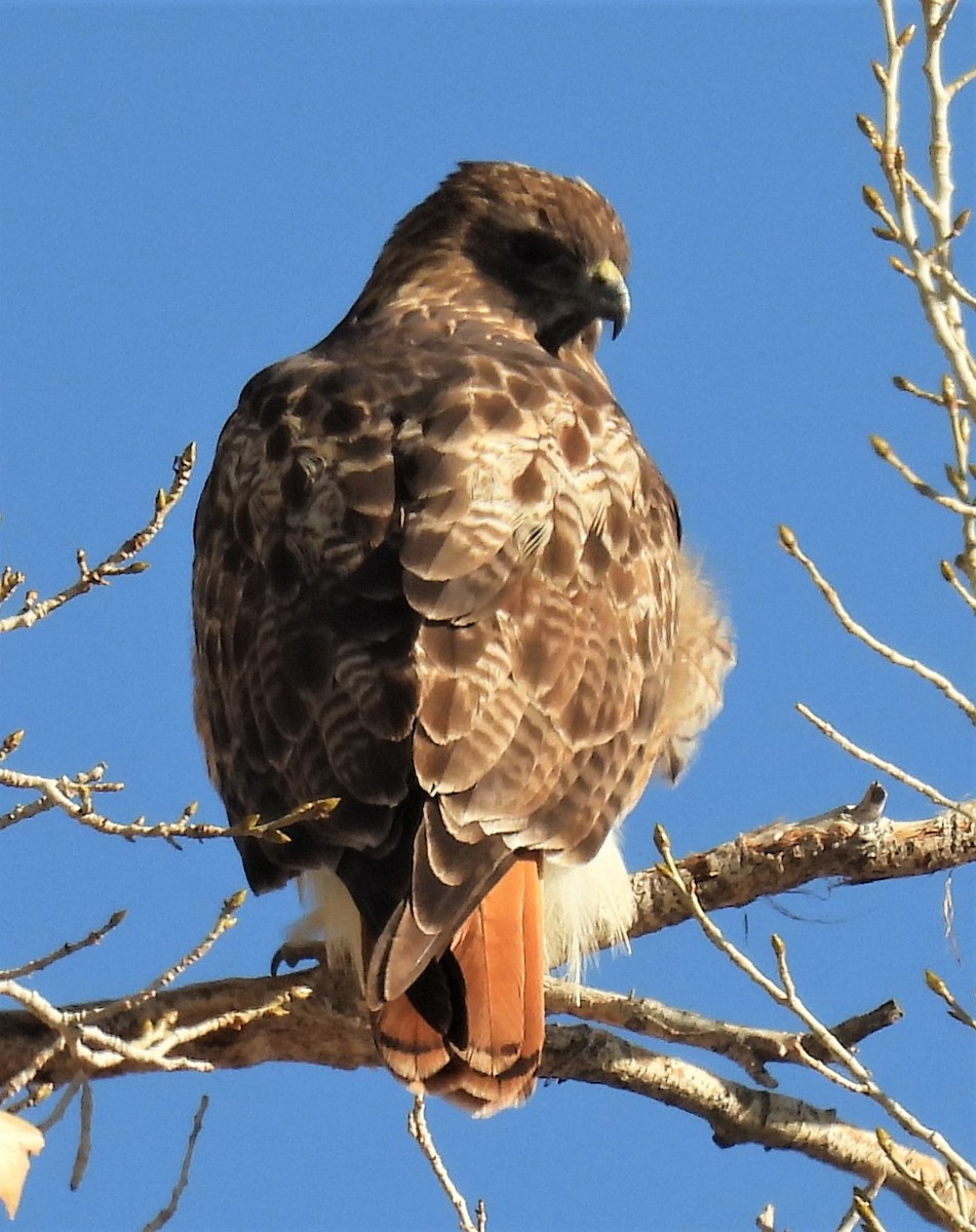 Red-tailed Hawk - ML398978671