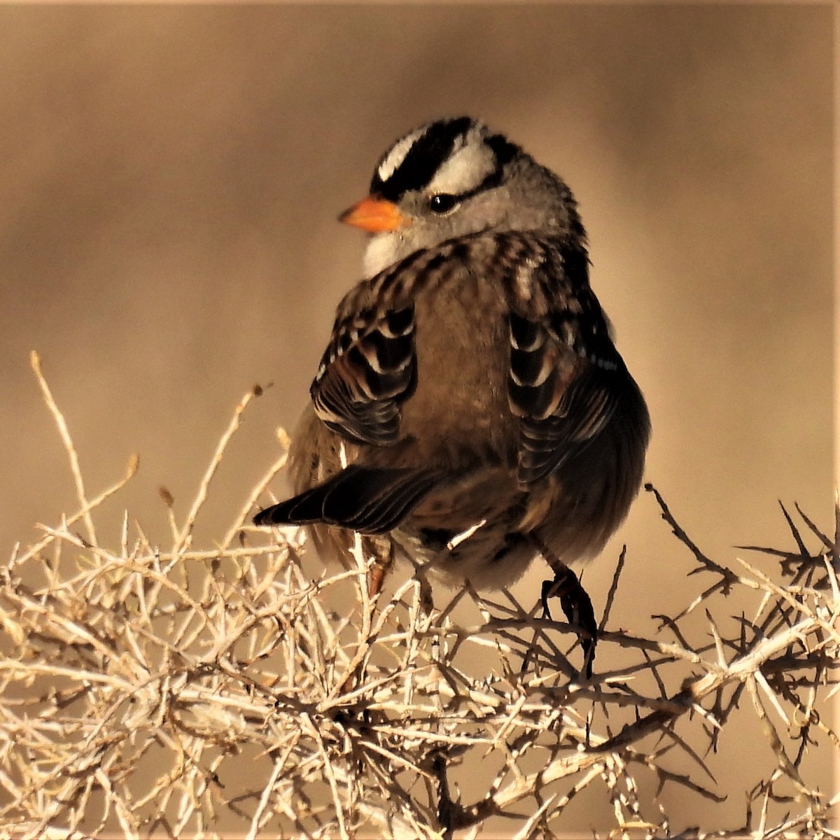 White-crowned Sparrow - ML398978851