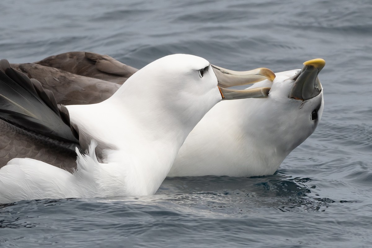 White-capped Albatross - ML398980791