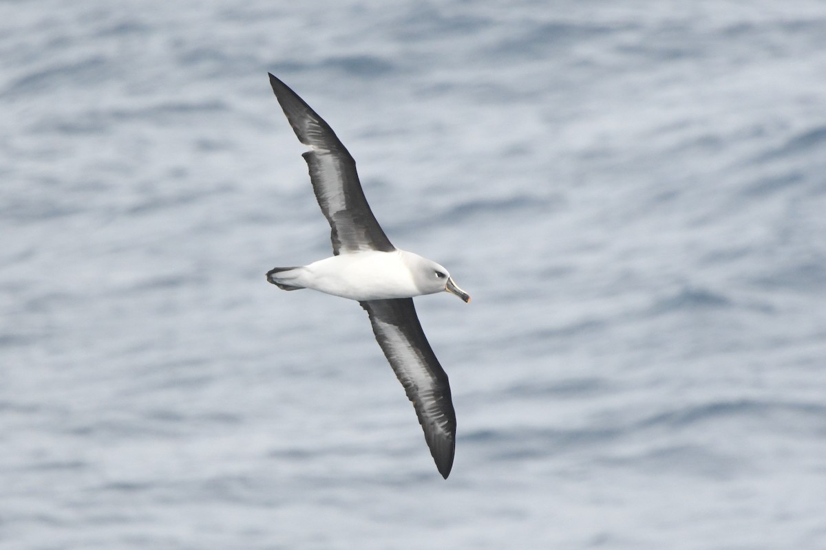Gray-headed Albatross - ML398983631