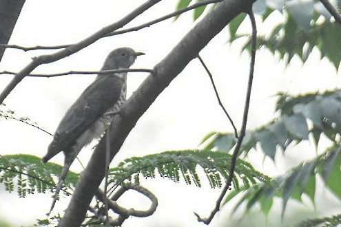 Common Hawk-Cuckoo - ML398984571