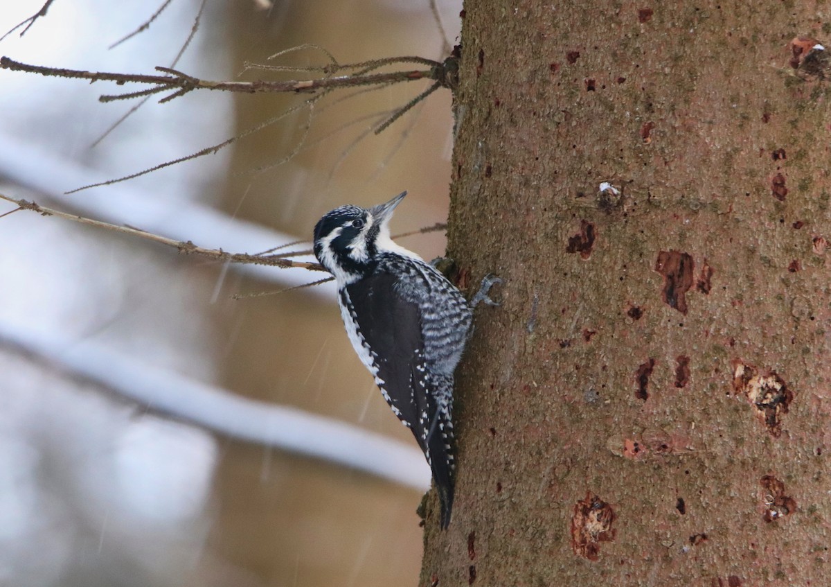 Eurasian Three-toed Woodpecker - Ondřej Boháč