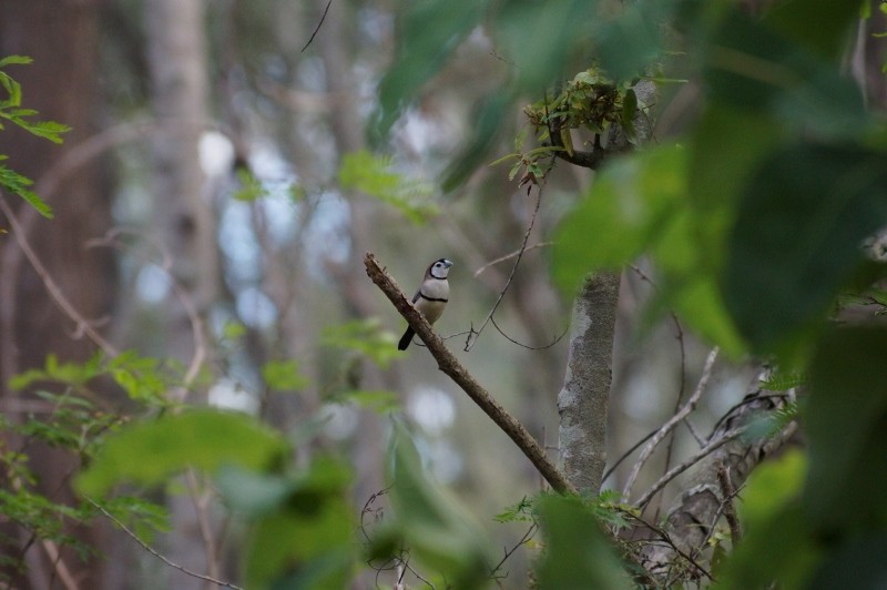 Double-barred Finch - Sara Young