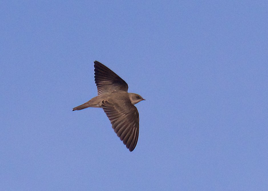 Northern Rough-winged Swallow - ML398992881