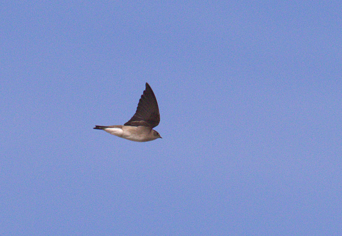 Northern Rough-winged Swallow - ML398992911