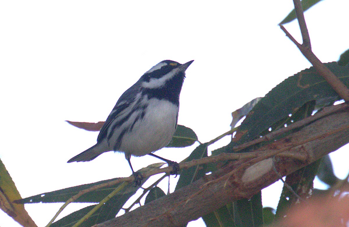 Black-throated Gray Warbler - ML398992931