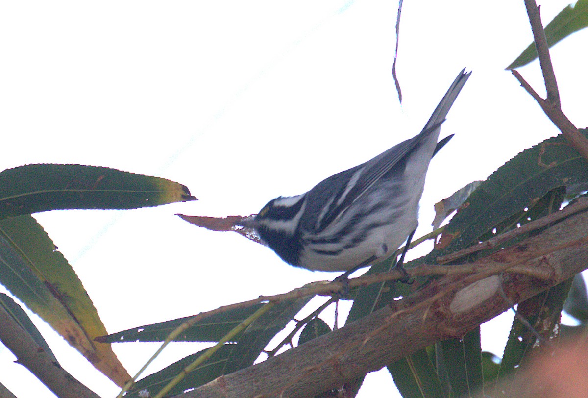 Black-throated Gray Warbler - ML398992941