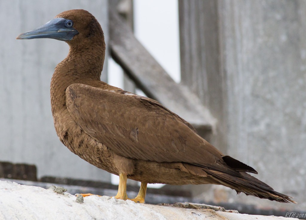 Brown Booby - ML39899551