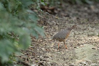 Thicket Tinamou (cinnamomeus Group), ML398996151
