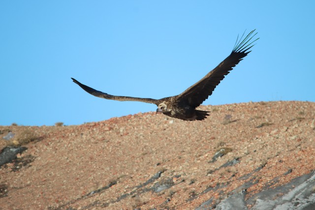 Breeding habitat; Dornogovi, Mongolia.&nbsp; - Cinereous Vulture - 