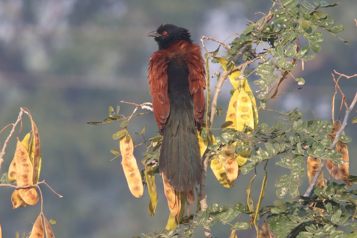 Greater Coucal - ML399002431