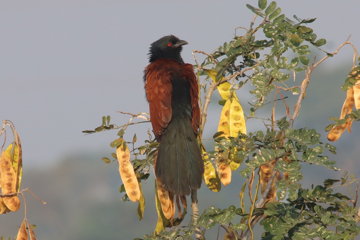 Greater Coucal - ML399002531