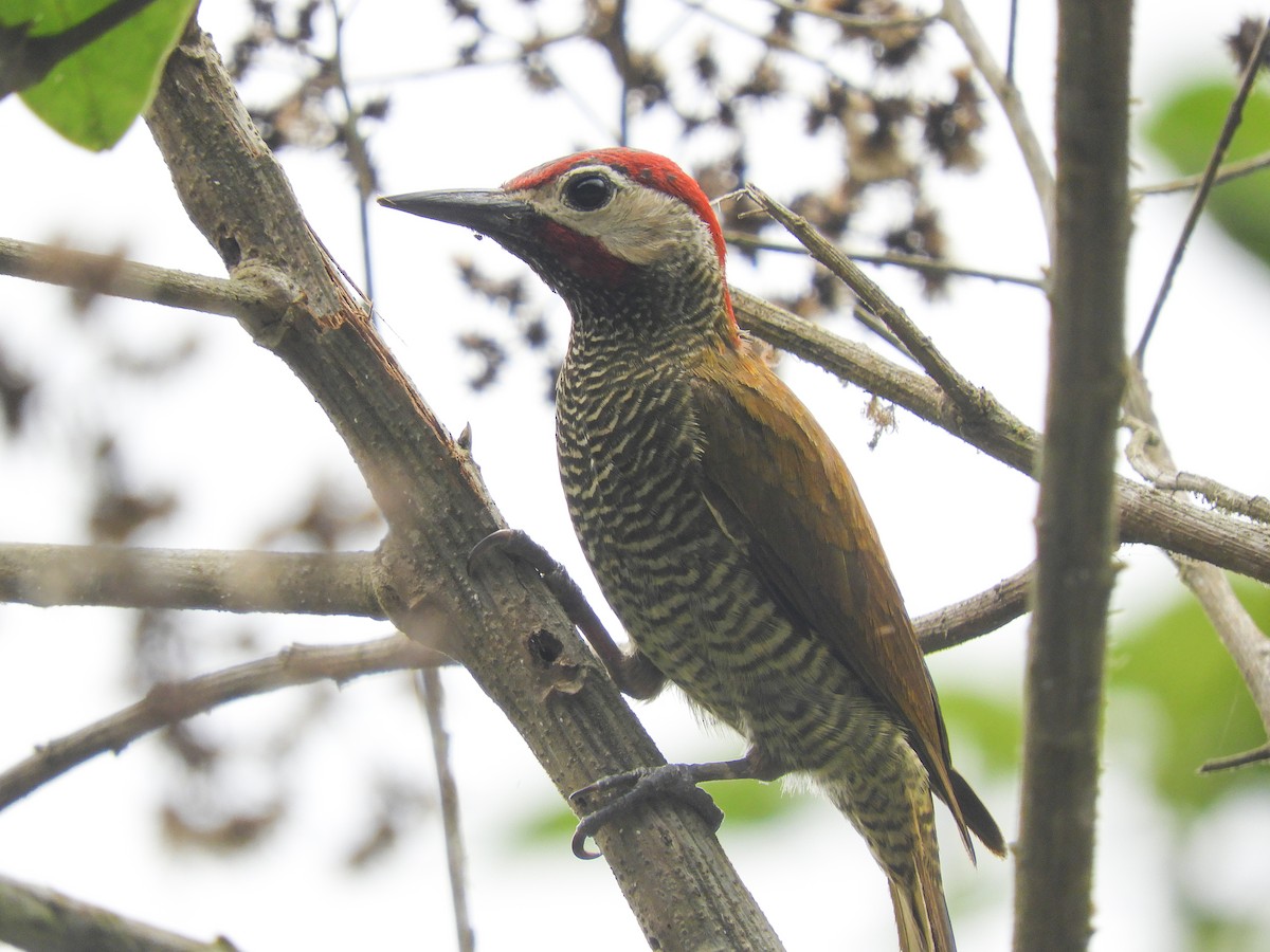 Golden-olive Woodpecker - ML399004661