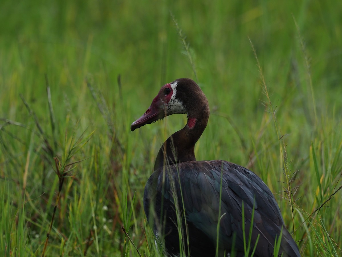 Spur-winged Goose - ML399014391