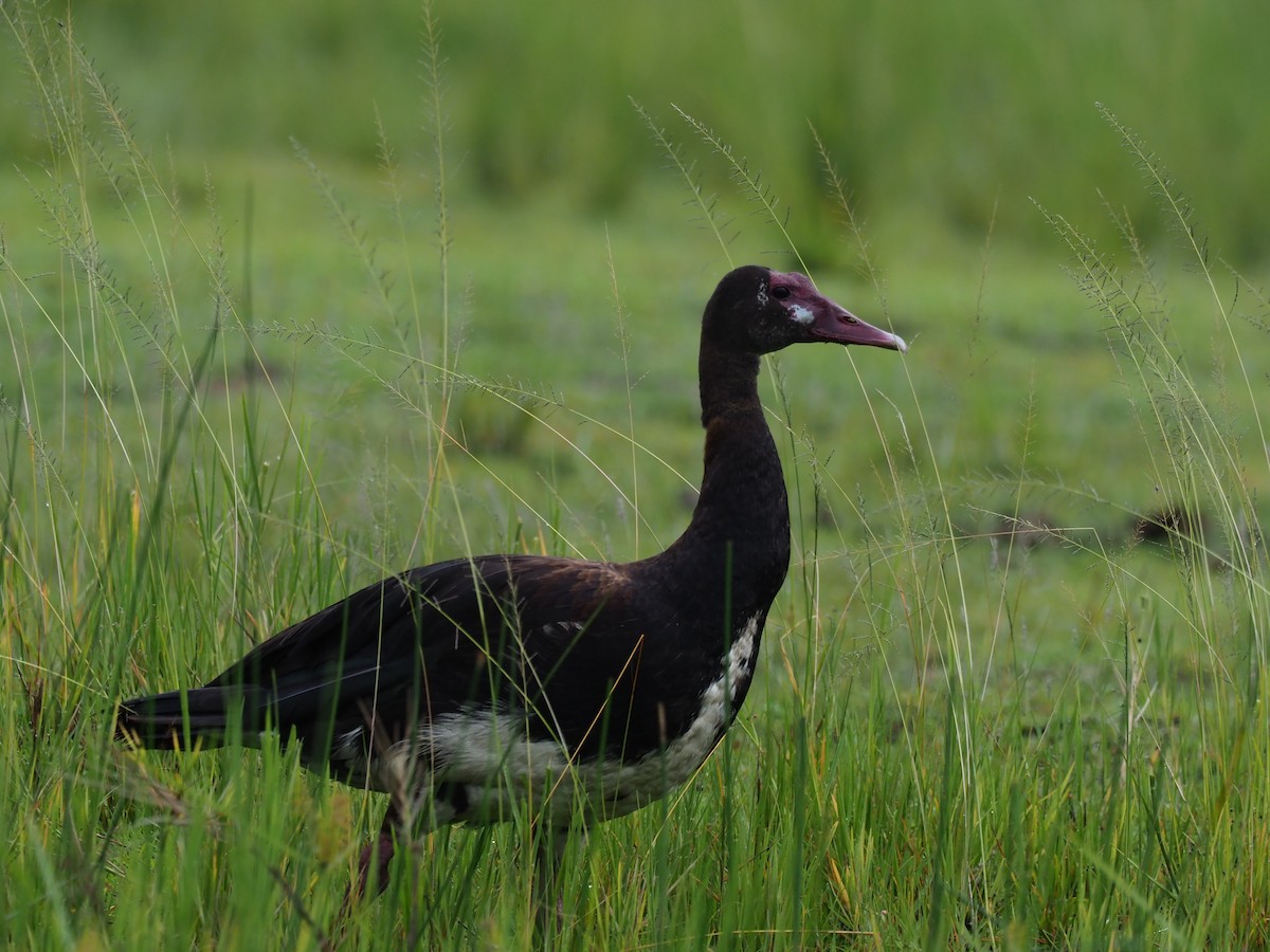 Spur-winged Goose - ML399014781