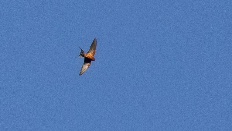 Rufous-bellied Swallow - ML399018181