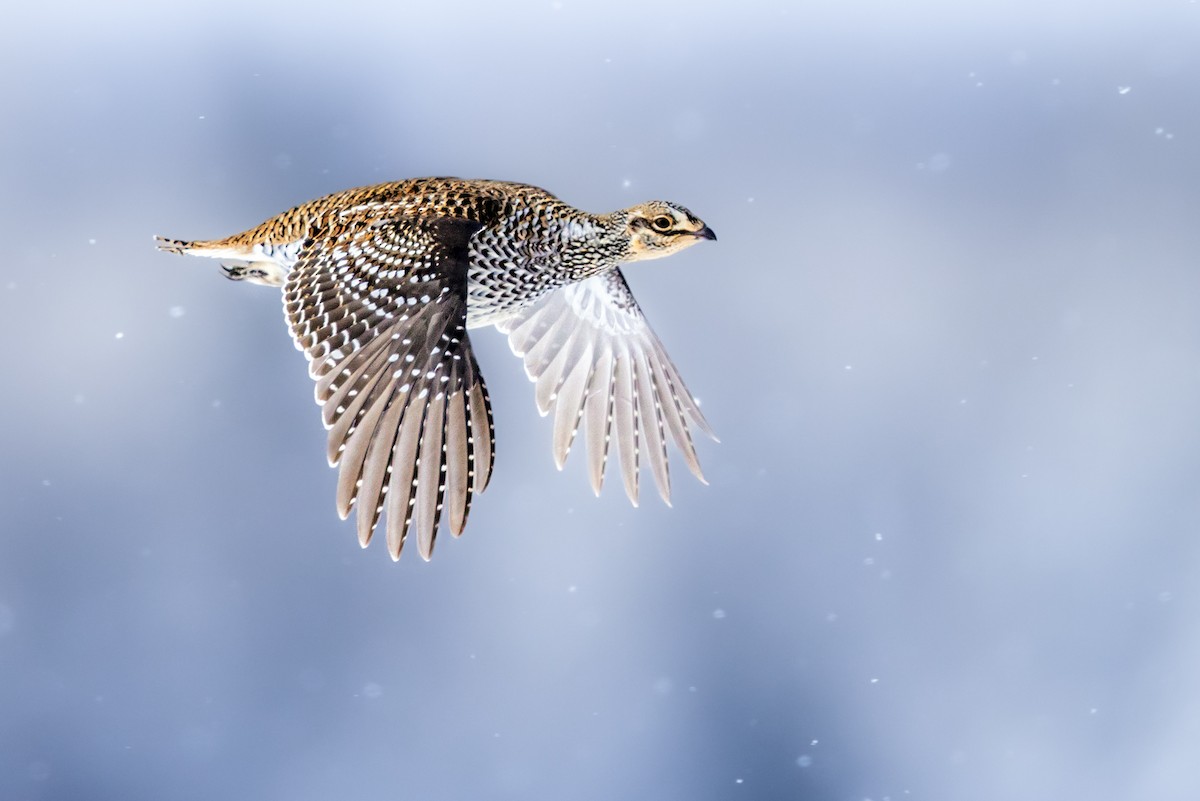 Sharp-tailed Grouse - Brad Imhoff