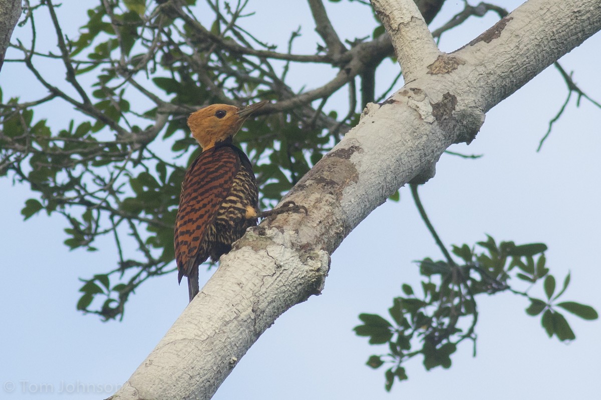 Ringed Woodpecker (Atlantic Black-breasted) - Tom Johnson