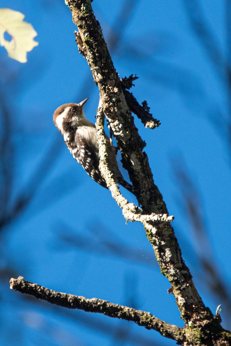 Brown-capped Pygmy Woodpecker - ML399021961