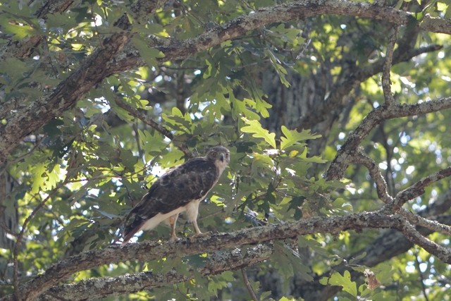 Red-tailed Hawk - Jared Church