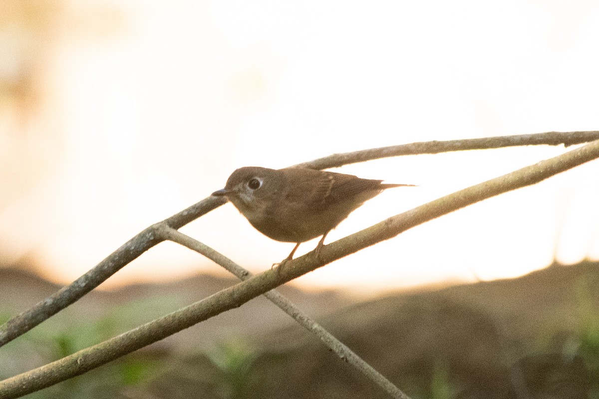 Brown-breasted Flycatcher - ML399022111