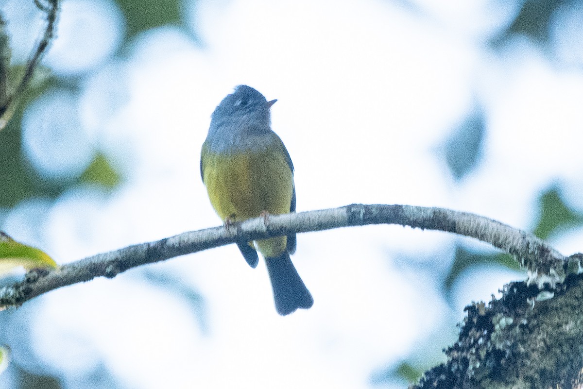 Gray-headed Canary-Flycatcher - ML399022131