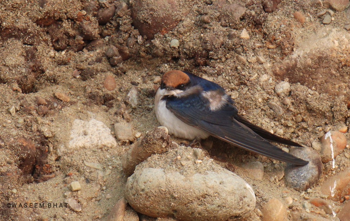 Wire-tailed Swallow - Waseem Bhat