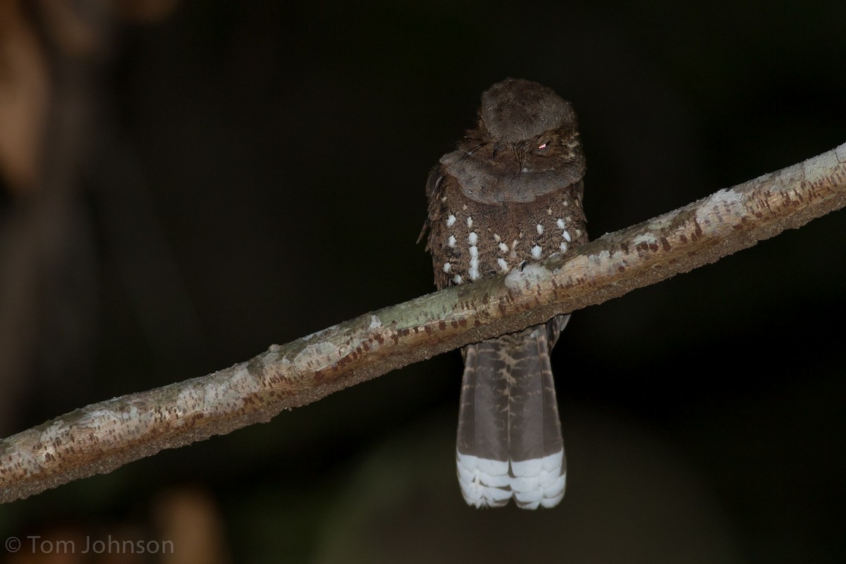 Ocellated Poorwill - ML39902261