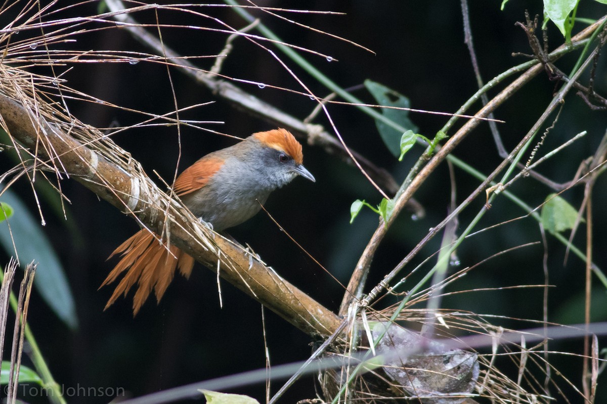Rufous-capped Spinetail - ML39902391