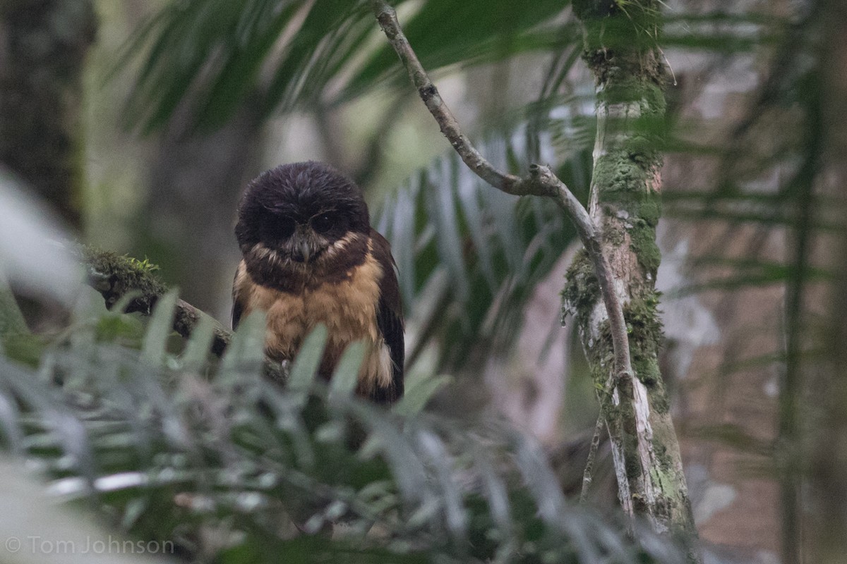 Tawny-browed Owl - ML39902461