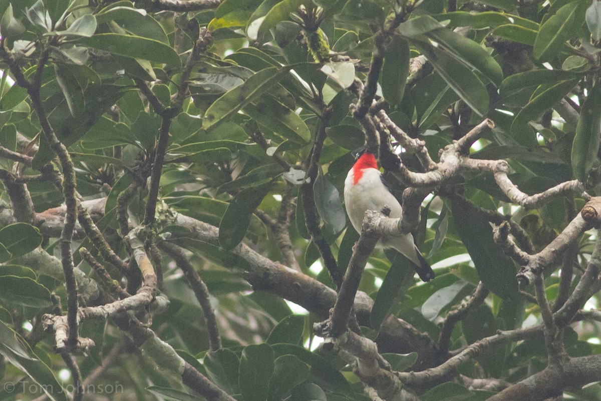 Cherry-throated Tanager - ML39902551