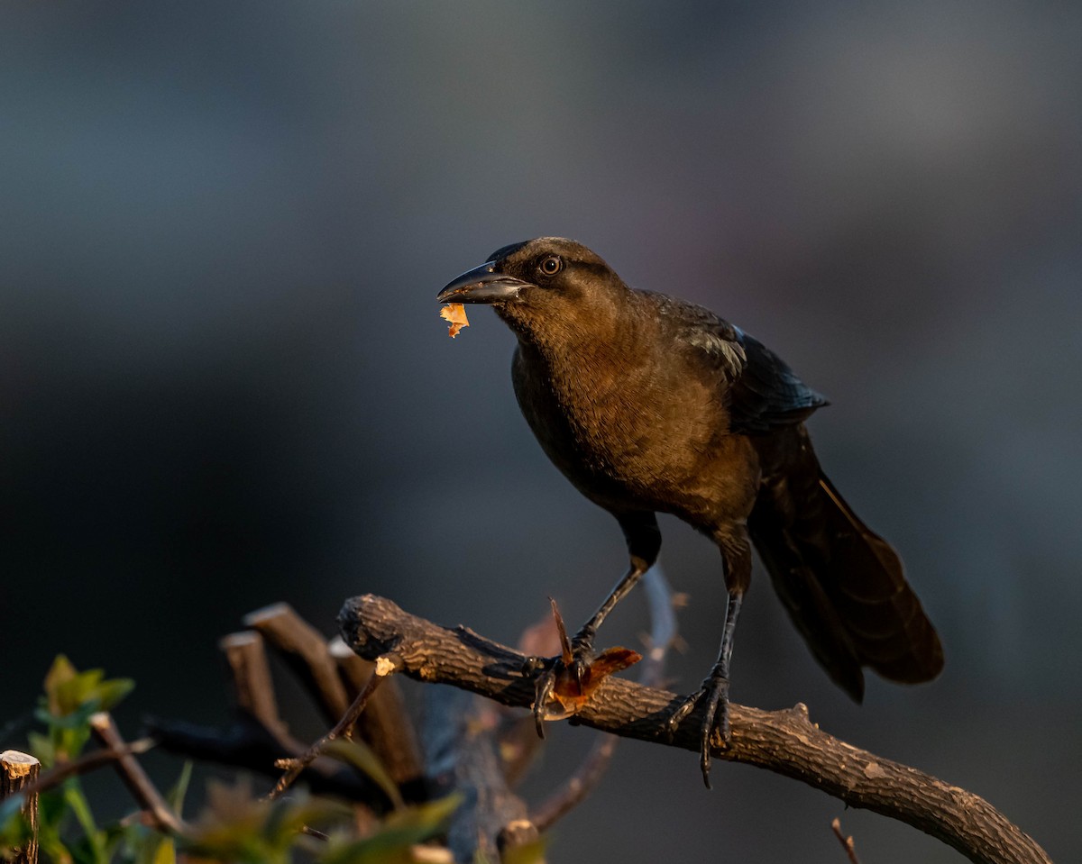 Great-tailed Grackle - Guy Tremblay